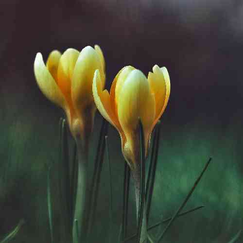 اصل رپ یکطرفه